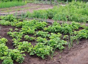 Какие овощи можно сажать сразу в грунт и чем удобрять: советы тульских садоводов