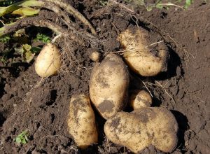 В Тульской области 62% дачников планируют сажать картошку в этом году