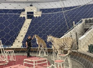 Школьники посетили открытую репетицию тигров в Тульском цирке