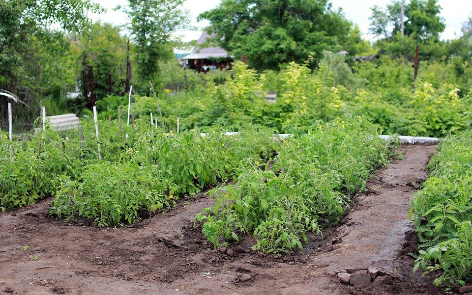 В Туле вырос спрос на семена и рассаду овощей и ягод