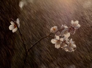 В Туле 24 апреля ожидается дождь и до +10