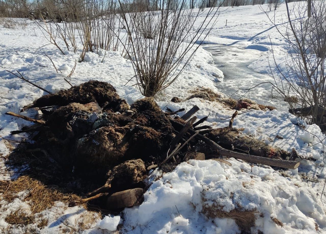В Туле фермер оштрафован на 40 тыс. рублей за массовую гибель овец