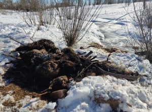 В Туле фермер оштрафован на 40 тыс. рублей за массовую гибель овец