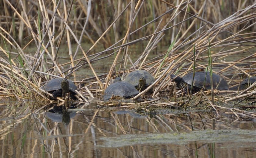 В водоеме в центре Тулы появились краснокнижные болотные черепахи