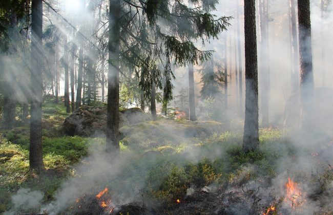 В Тульской области с начала года количество пожаров сократилось в 2 раза