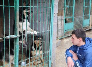 Волонтеры «Единой России» продолжают собирать корм и лекарства для животных