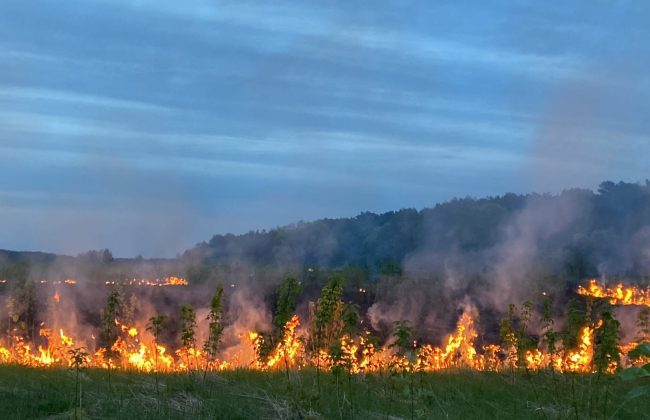 С начала мая в Тульской области пожарные 800 раз выезжали на тушение травы и мусора