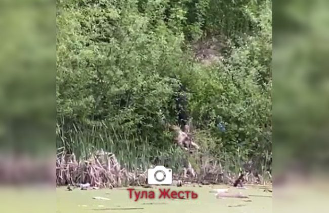 В Туле из болота в Зареченском районе вытащили труп