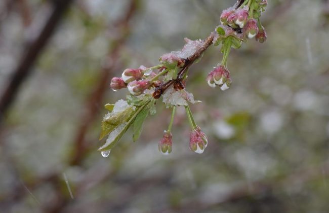 В Тульской области в ночь на 24 мая ожидаются небольшие заморозки