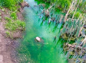 «Щегловский вал» опроверг причастность к загрязнению ручья под Тулой