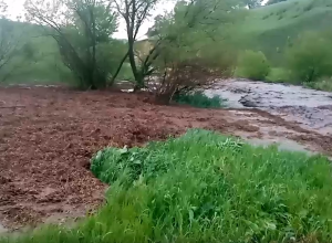 В Тульской области рыбаки сняли на видео навозную реку