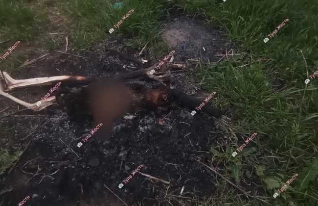 В Туле на улице Бондаренко нашли обгоревший труп кошки