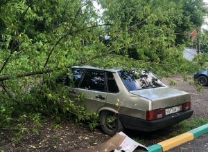 В Туле после грозы спасатели подняли 9 поваленных деревьев