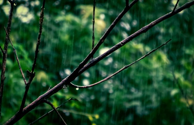 12 июня в Тульской области ожидается дождь с грозой и до +22
