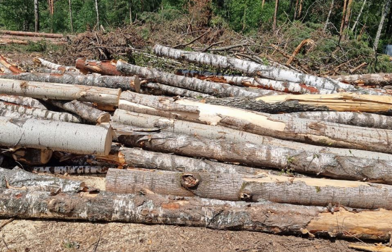 Тульская прокуратура проверяет информацию о незаконной рубке деревьев в Алексине