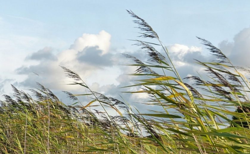 Синоптики прогнозируют в Тульской области порывы ветра до 18 м/с
