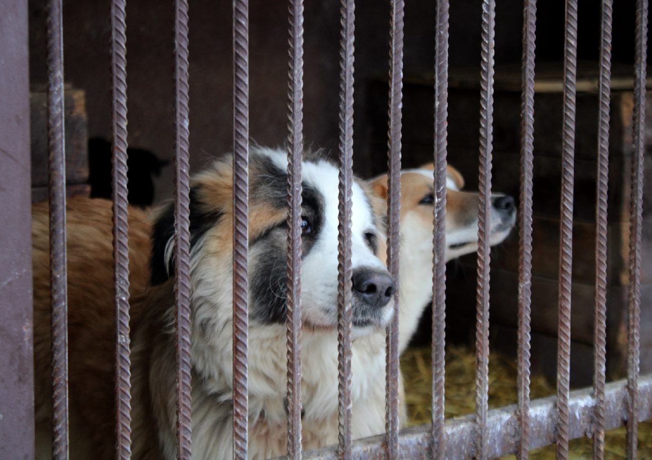 В России могут запретить торговлю животными в зоомагазинах