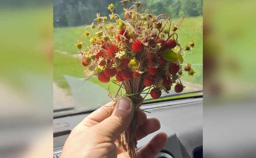 Сезон земляники стартовал в Тульской области