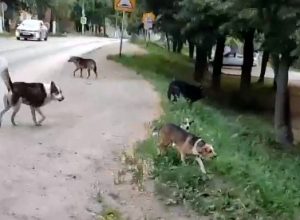 Жительница Донского пожаловалась на «стада» бездомных собак в городе