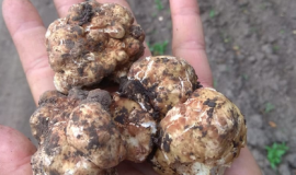 В Тульской области в лесу грибники нашли деликатесный белый трюфель