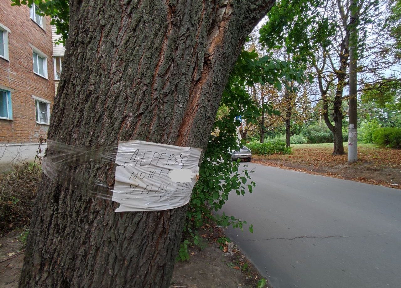 Зачем деревья обматывают досками