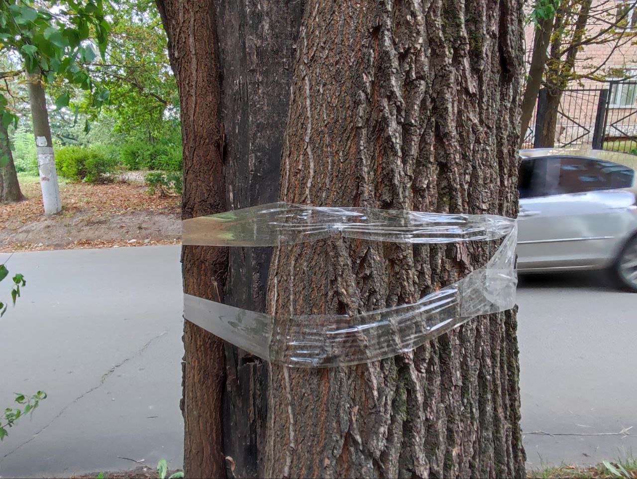 Зачем деревья обматывают досками