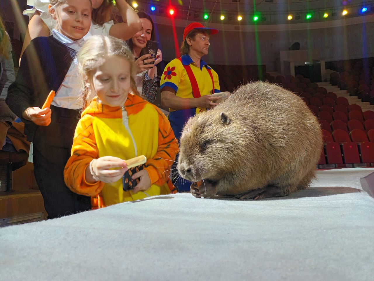 Арена тульского цирка. Цирк ронкалли. Цирк тула январь 2024. Цирк легенда тула. Иркутский цирк мишки.